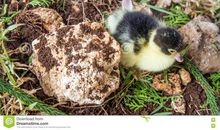 逗人喜爱的小鸭子