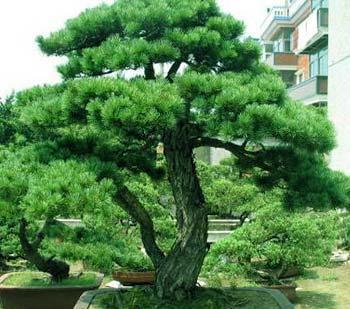 松树