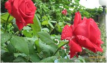 月季花下的生命