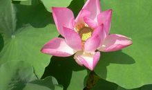 又是荷花开放时