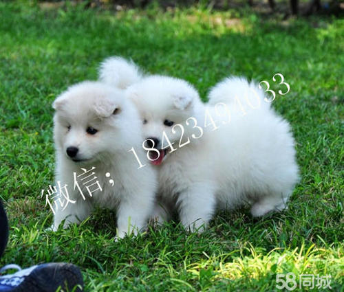 天使微笑