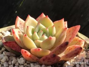 我的植物朋友更多的肉类成分300字