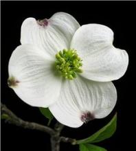 花蓝色