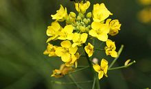 走失在春暖花开