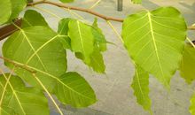 一片树叶的神奇冒险之旅