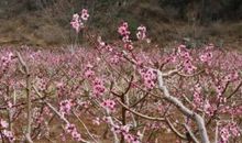十里桃花遍地开