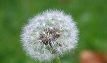 心灵深处的蒲公英