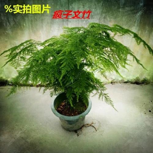 我们的家人箐文竹