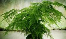 我们家的箐文竹