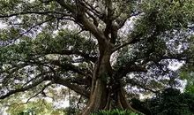 我要做一棵大树