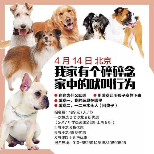 快乐的小狗给我带来了幸福