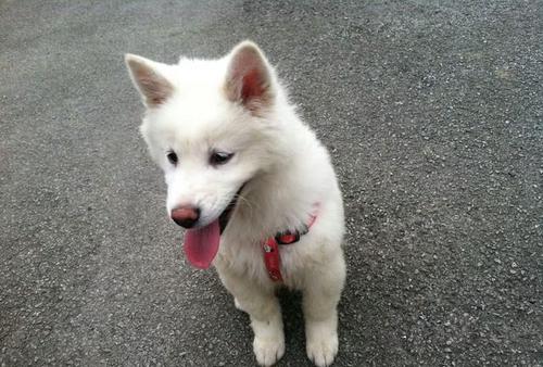 我的第一个“风”