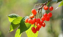 我们家的樱桃树