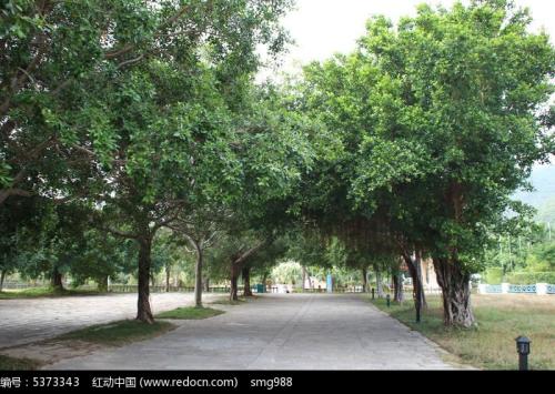 路边树