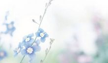 自在飞花轻似梦作文800字