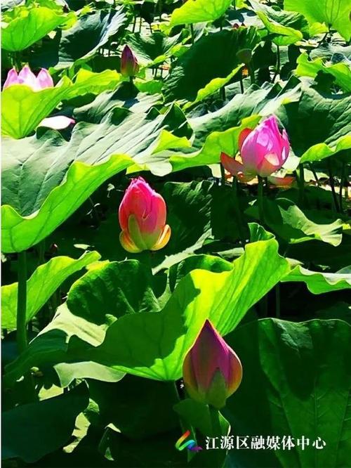 悲伤的绽放花