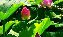 悄然绽放的花香