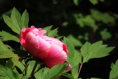 在心脏的花 - 百合花
