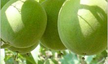 变化多端的胖大海