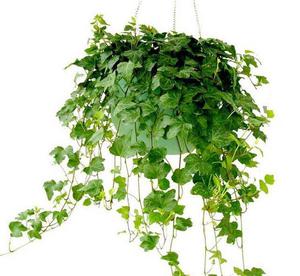 我的植物朋友经常