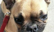 五个月大的小弟弟