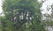 樟树落叶的奥秘