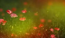 因为遇见所以感恩