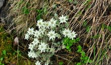 心灵深处的薄雪草