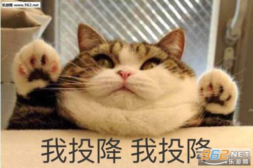 可爱的能量猫