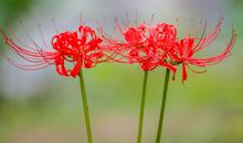 等待比彼岸的花开