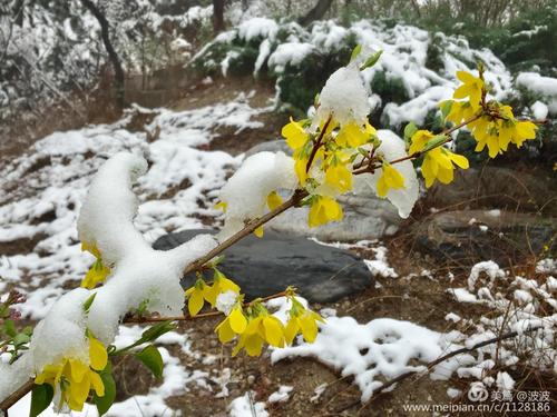 与春天的花朵见面