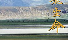 那一刻我放飞了生命