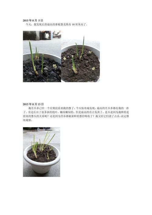 观察洋葱的日记