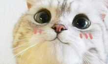 我咋这样乖巧呢