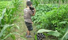 外婆和她的菜园