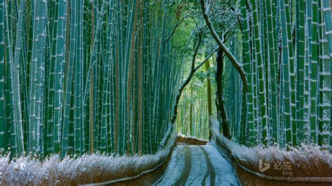 冬天竹林