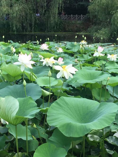 我喜欢湖莲花