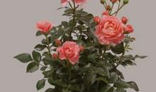 共享鲜花的芬芳