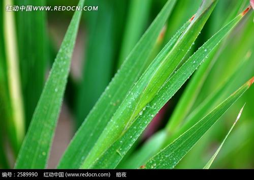 露水启示