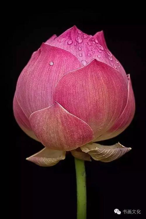 让合作之花在你的心里驾驶