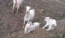 小鸡、小鸭和小狗