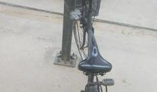 等待佳木成荫时