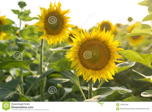 夏收
