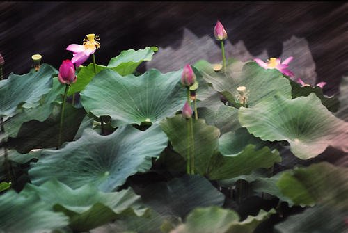 雨的莲花池塘