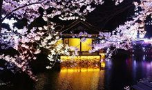 又是一年花好时