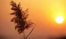 生命最后的美丽