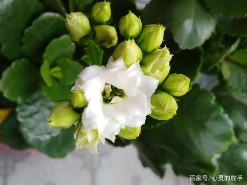 在路上的感激的花朵