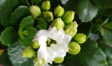 感恩的花开在关爱的路上