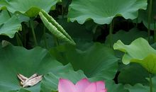 美啊，老家的荷塘