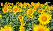 那一抹灿烂的金黄